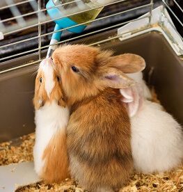 Three rabbits snuggling while one of them is using a woter bottle feeder out of the cage.